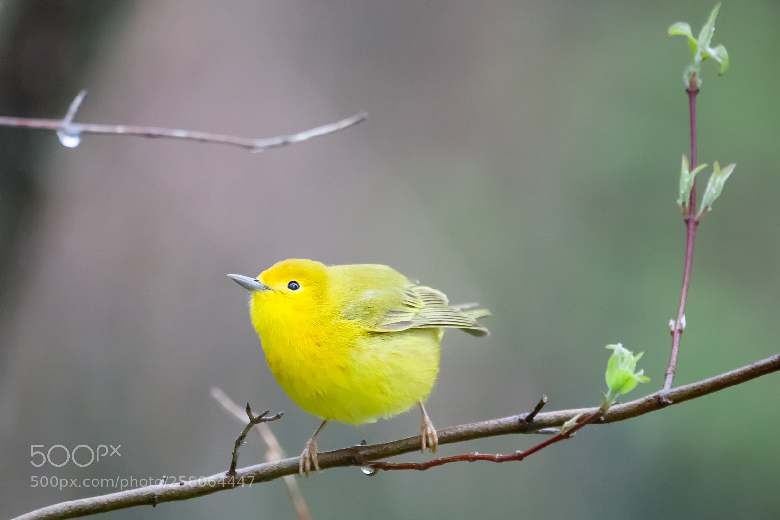 Canon EOS 5D Mark II sample photo. Spring migration - point photography