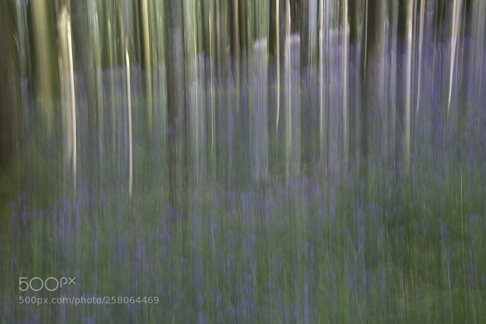 Nikon D500 sample photo. Bluebells photography