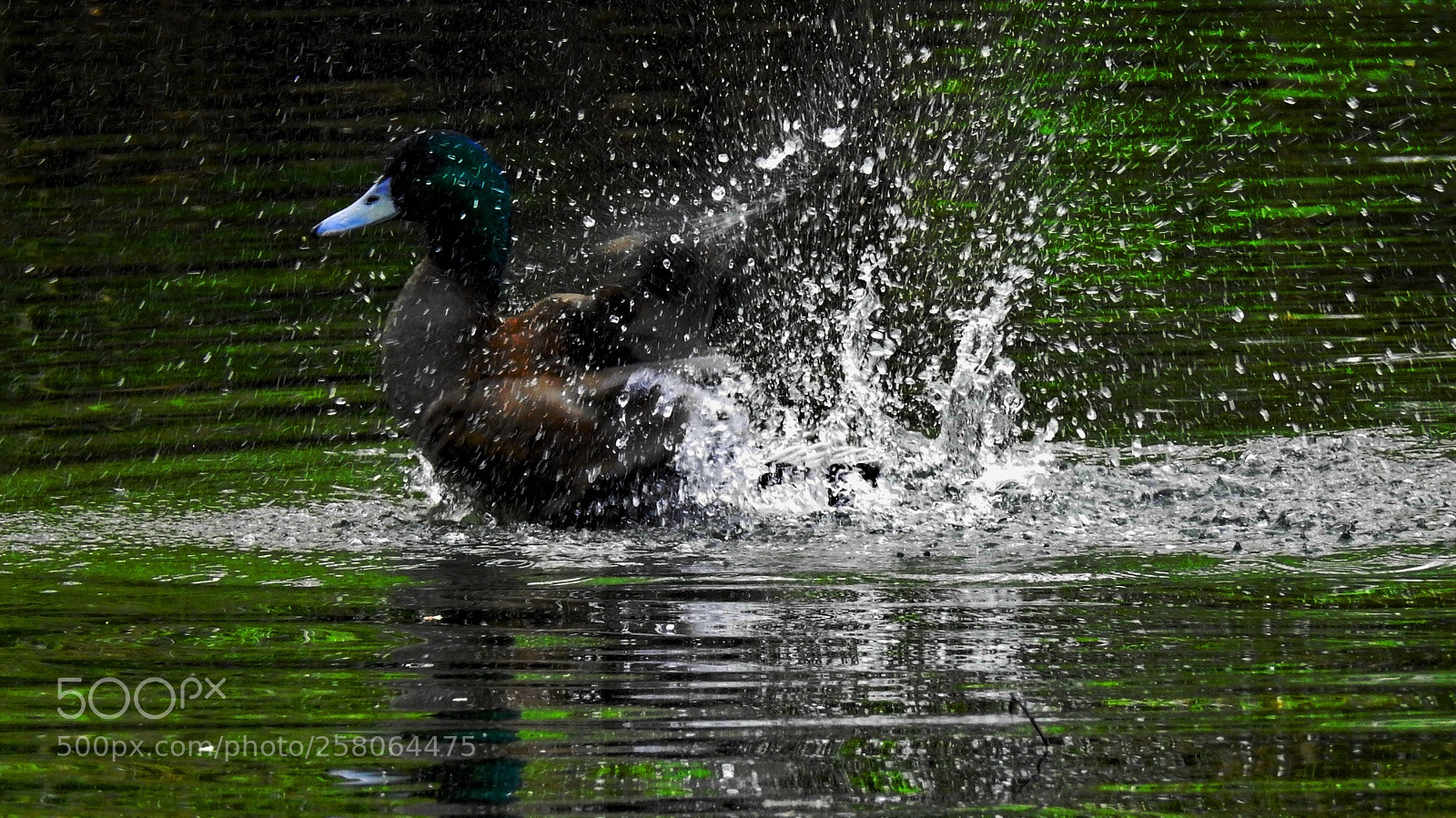 Nikon Coolpix P900 sample photo. Speedy mr. mallard duck  photography