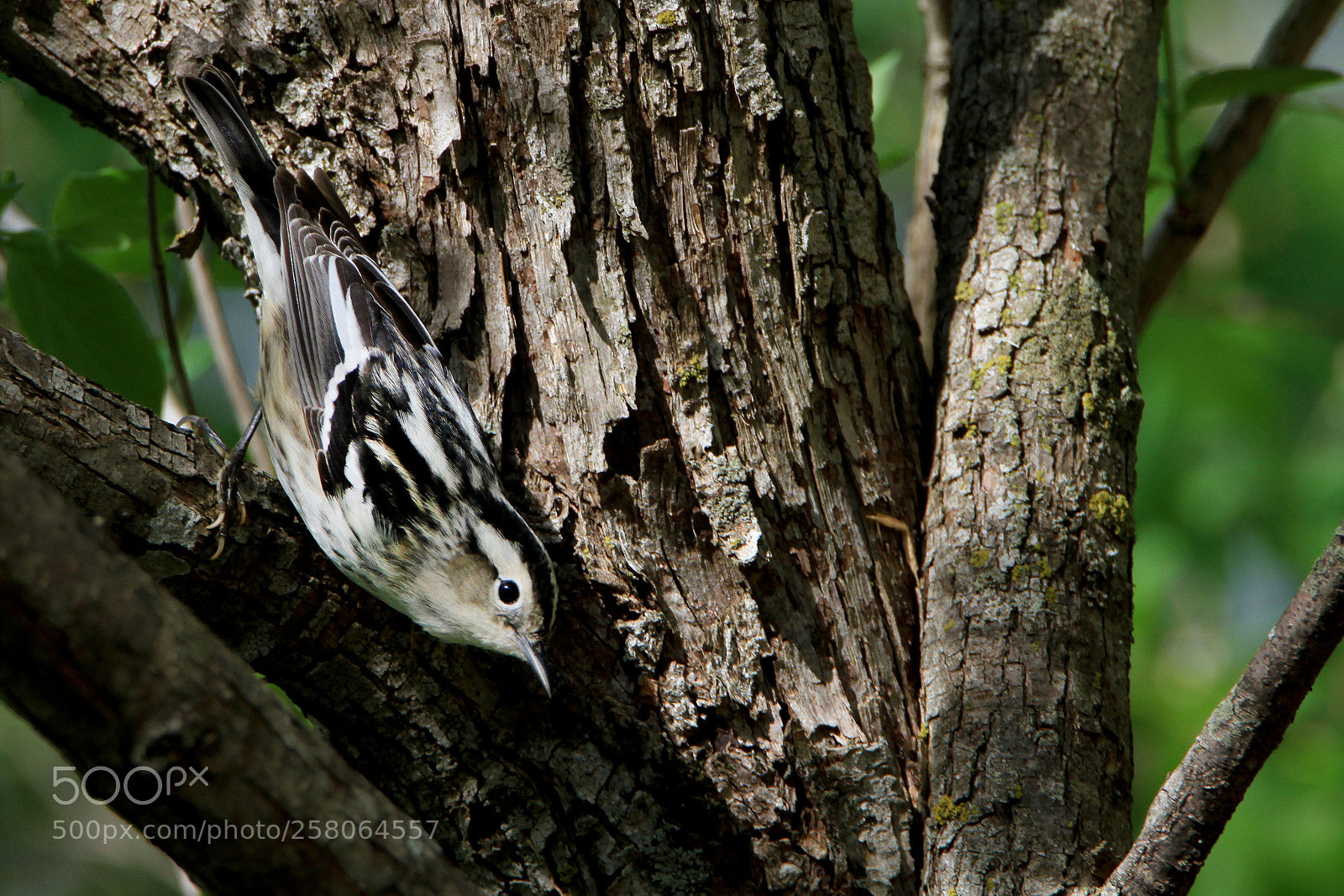 Canon EOS 7D sample photo. How clever! photography
