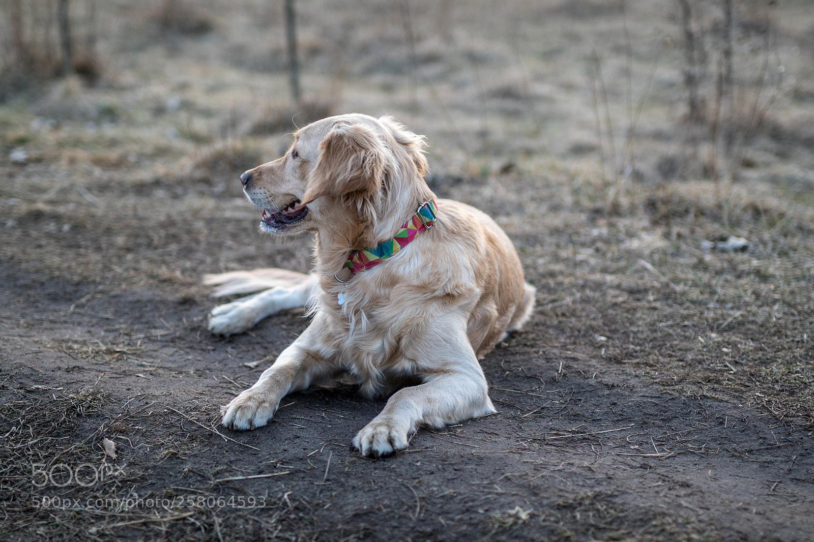 Canon EOS 7D Mark II sample photo. Golden retriever "furia" photography
