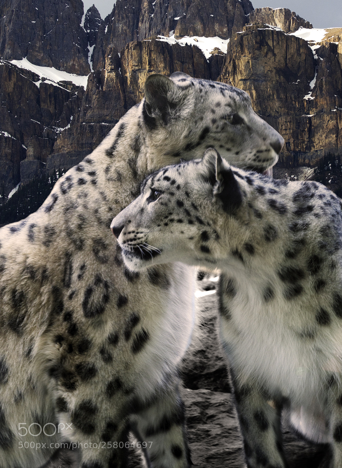 Nikon D7000 sample photo. Snow leopard pair photography