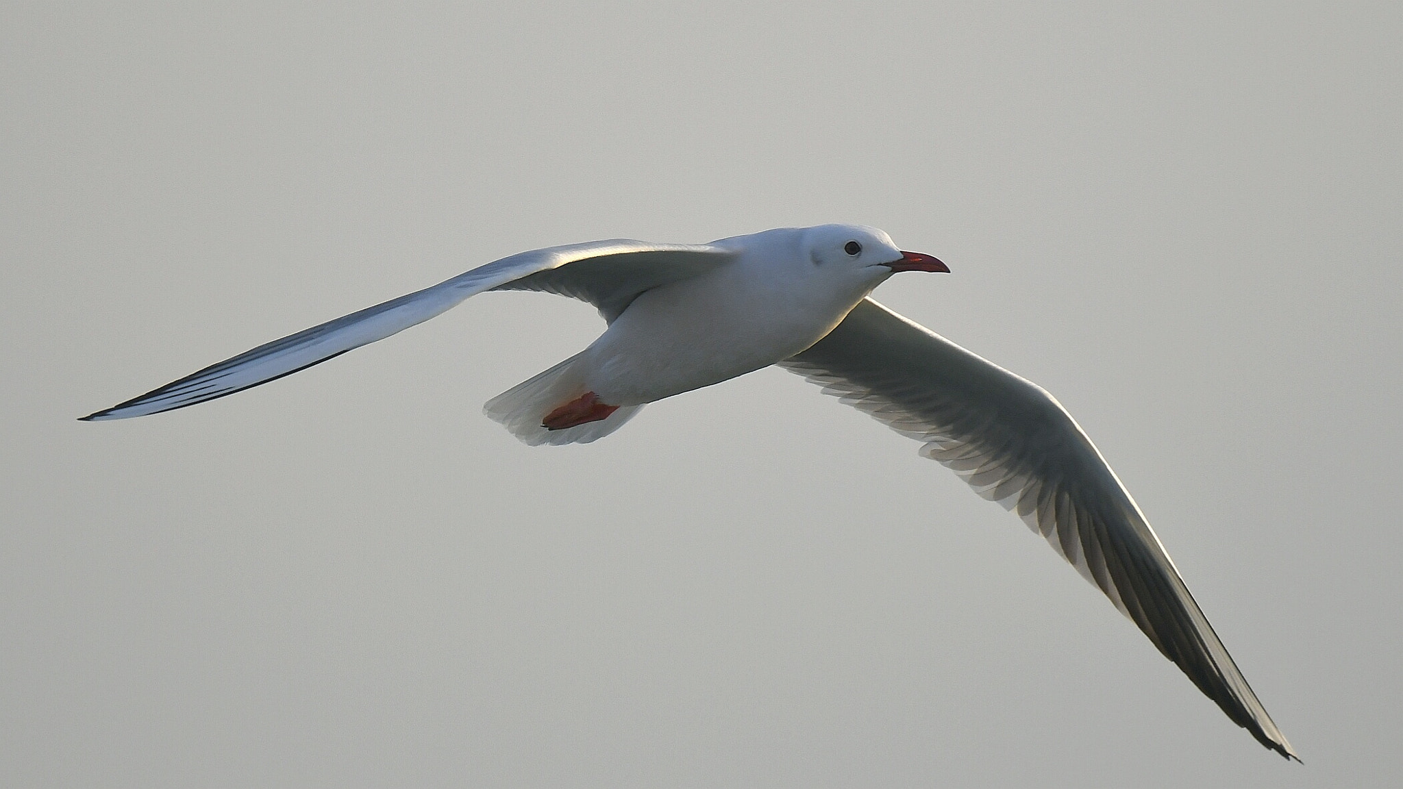 Nikon AF-S Nikkor 200-500mm F5.6E ED VR sample photo. Gull in flight photography