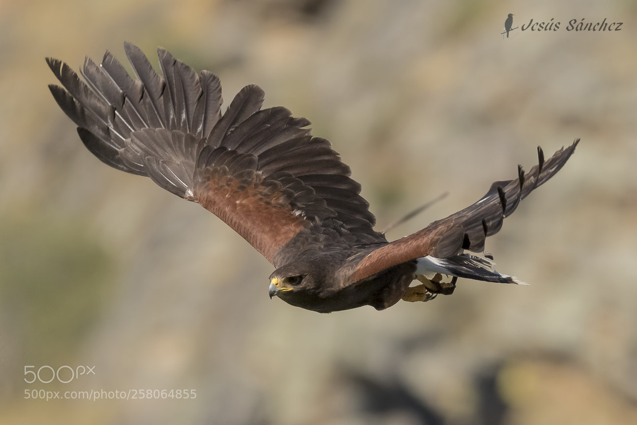 Canon EOS 7D Mark II sample photo. Guila de harris parabuteo photography
