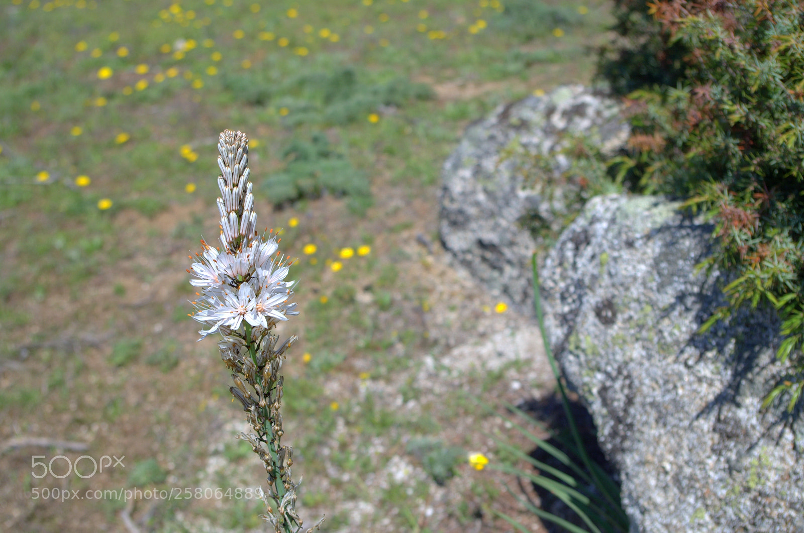 Pentax K-50 sample photo. Asphodelus ramosus 1 photography
