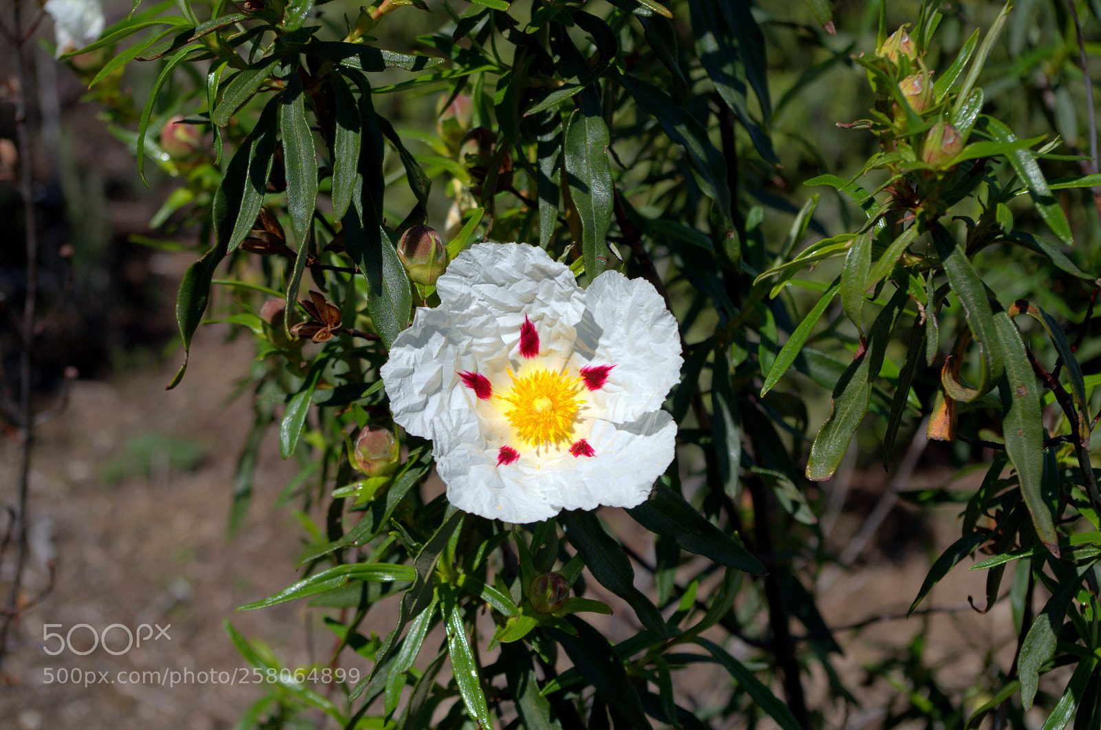 Pentax K-50 sample photo. Cistus ladanifer 1 photography