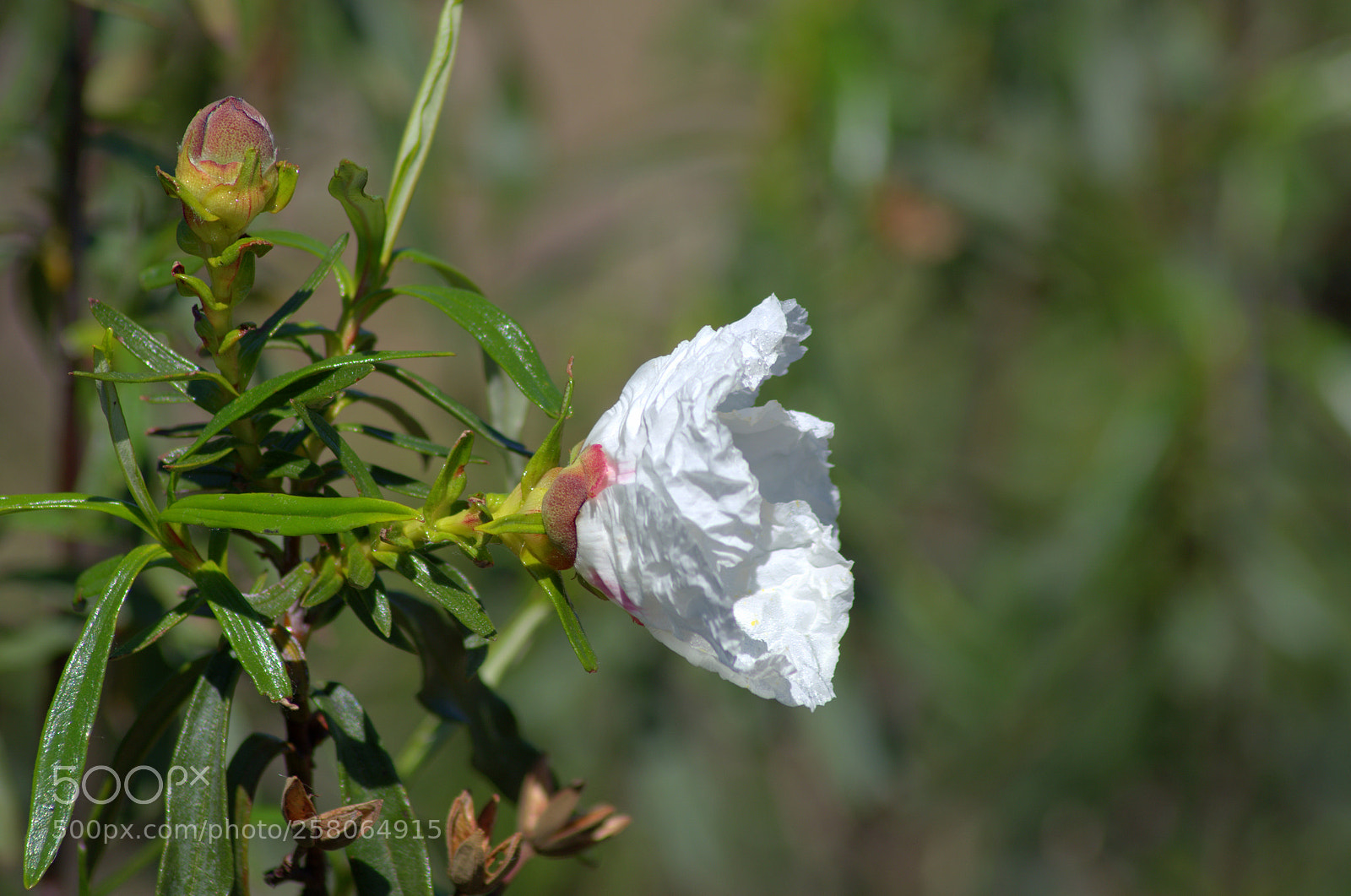 Pentax K-50 sample photo. Cistus ladanifer 2 photography