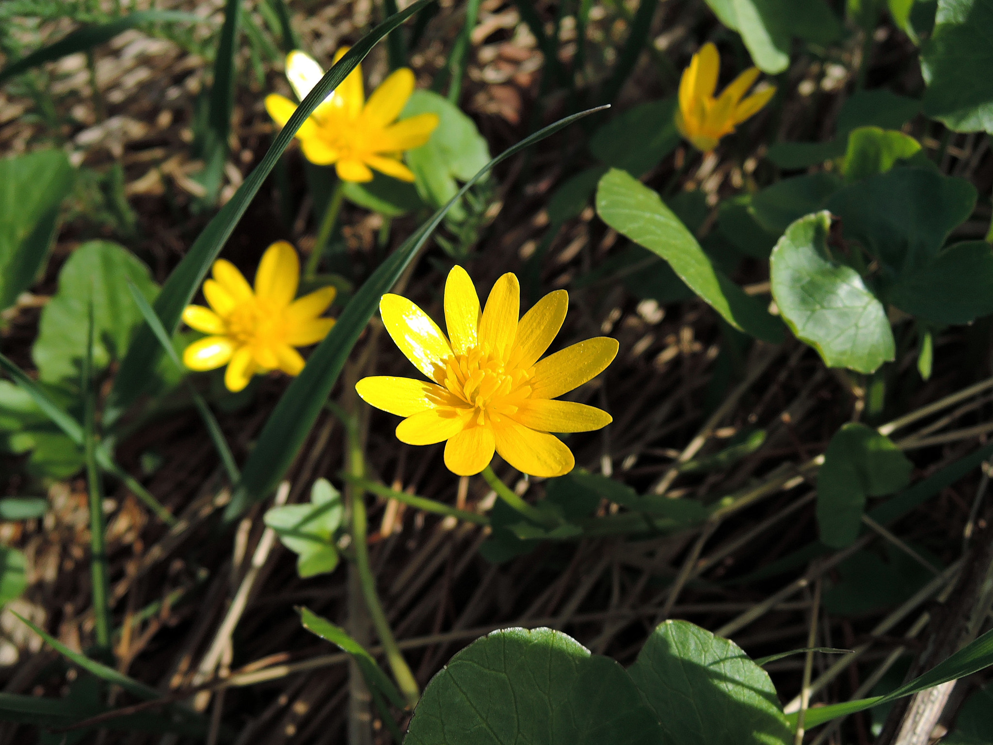 Nikon Coolpix P340 sample photo. Pilewort photography