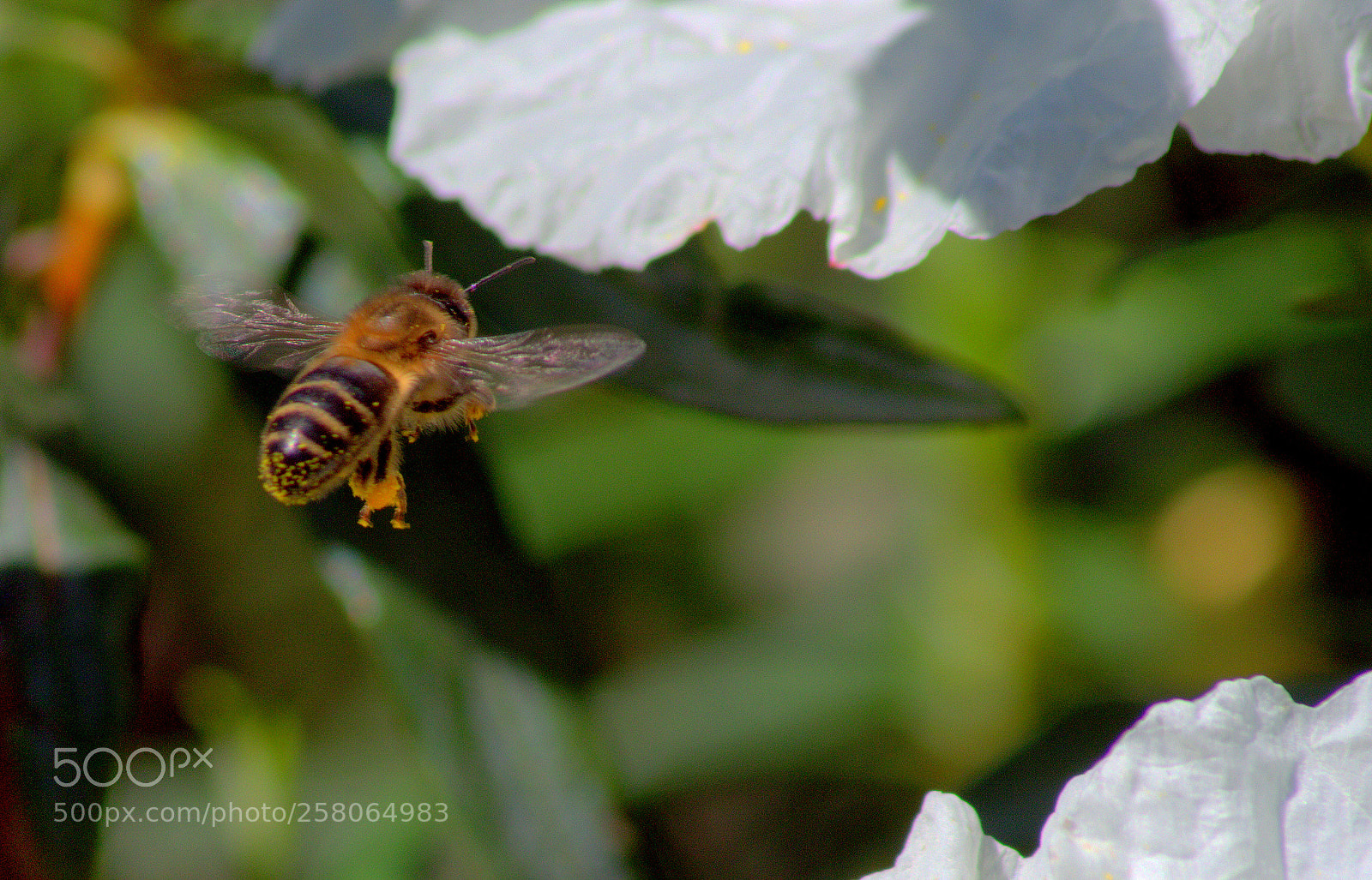 Pentax K-50 sample photo. Bee 1 photography