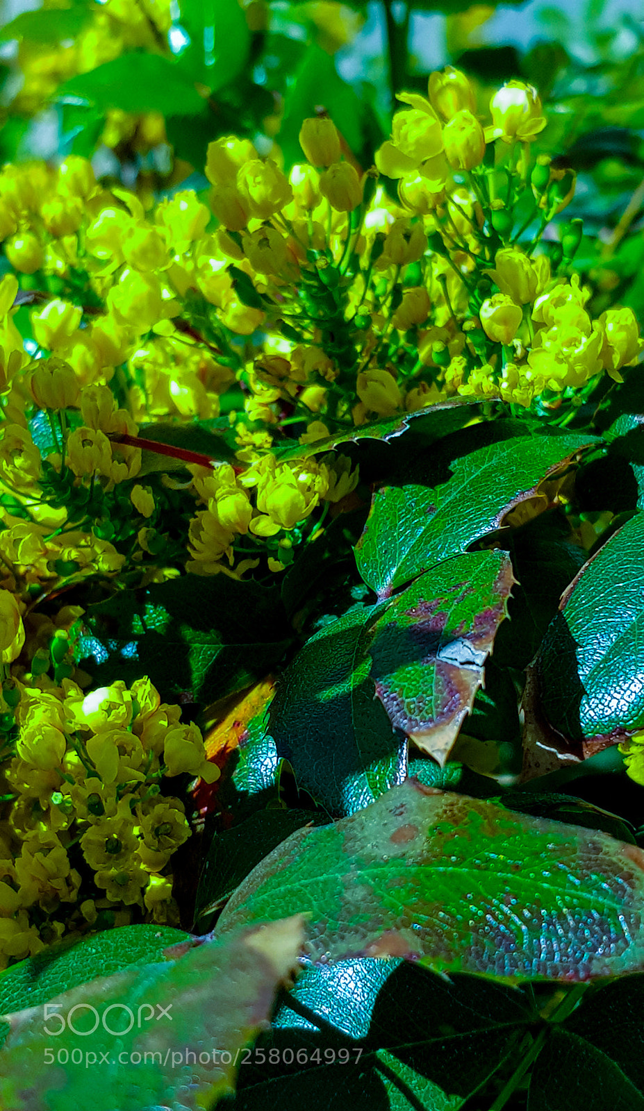 Samsung Galaxy S8 sample photo. Yellow flowers outside the photography