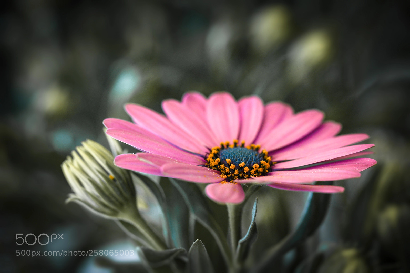 Canon EOS 5D Mark IV sample photo. Painted photography