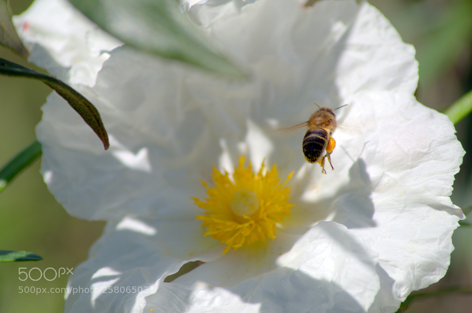 Pentax K-50 sample photo. Bee 2 photography