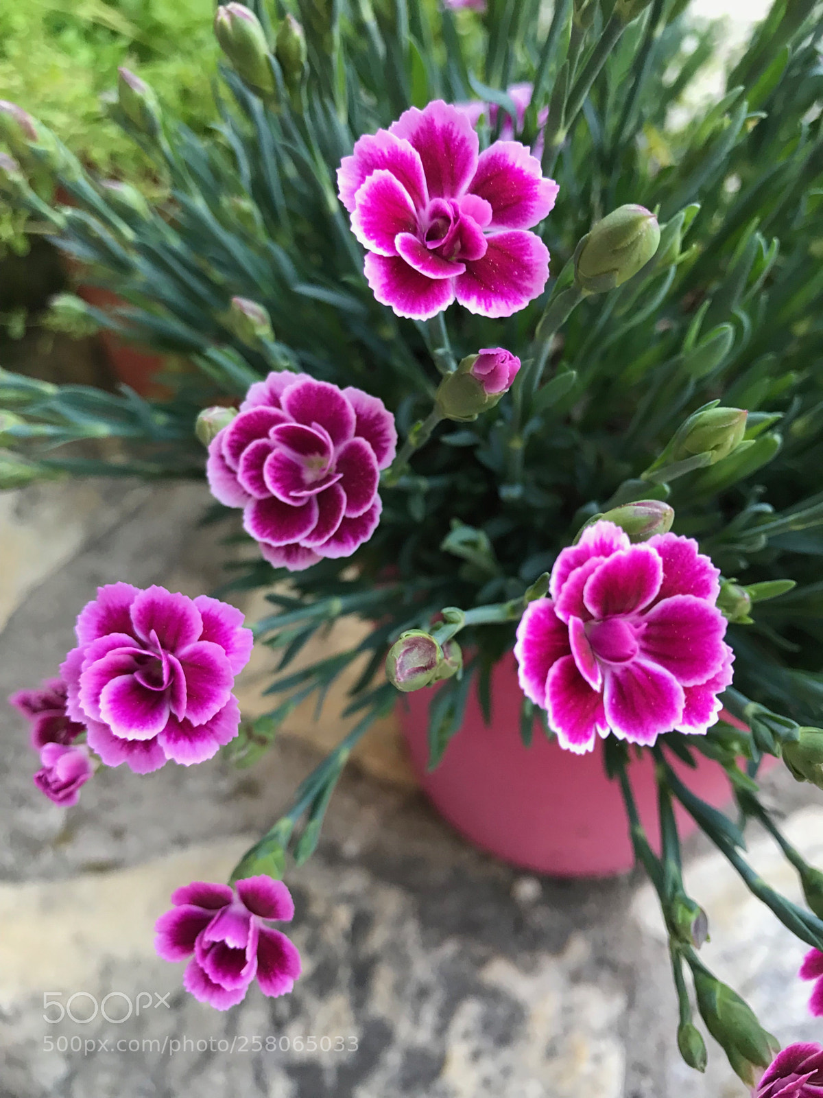 Apple iPhone 7 Plus sample photo. Clavelitos  photography