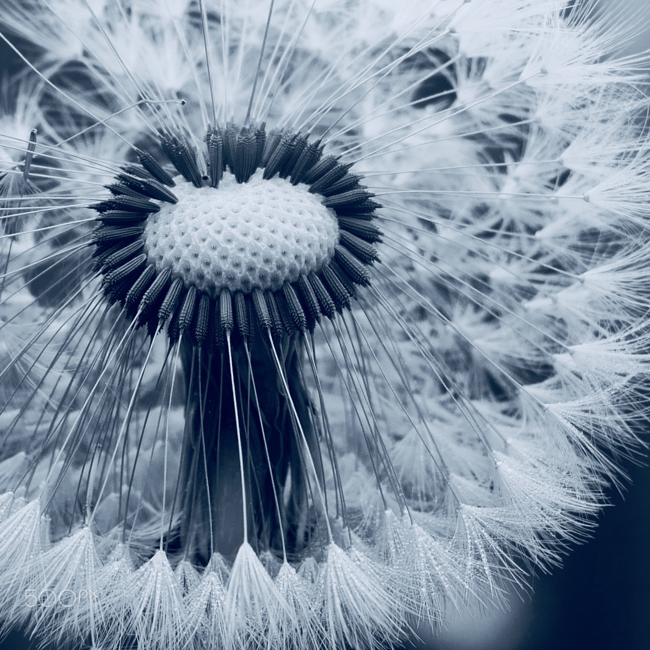 Panasonic Lumix DMC-G85 (Lumix DMC-G80) sample photo. Dandelion photography