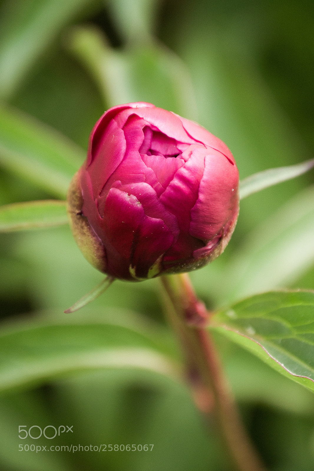 Nikon D3100 sample photo. Pink  photography