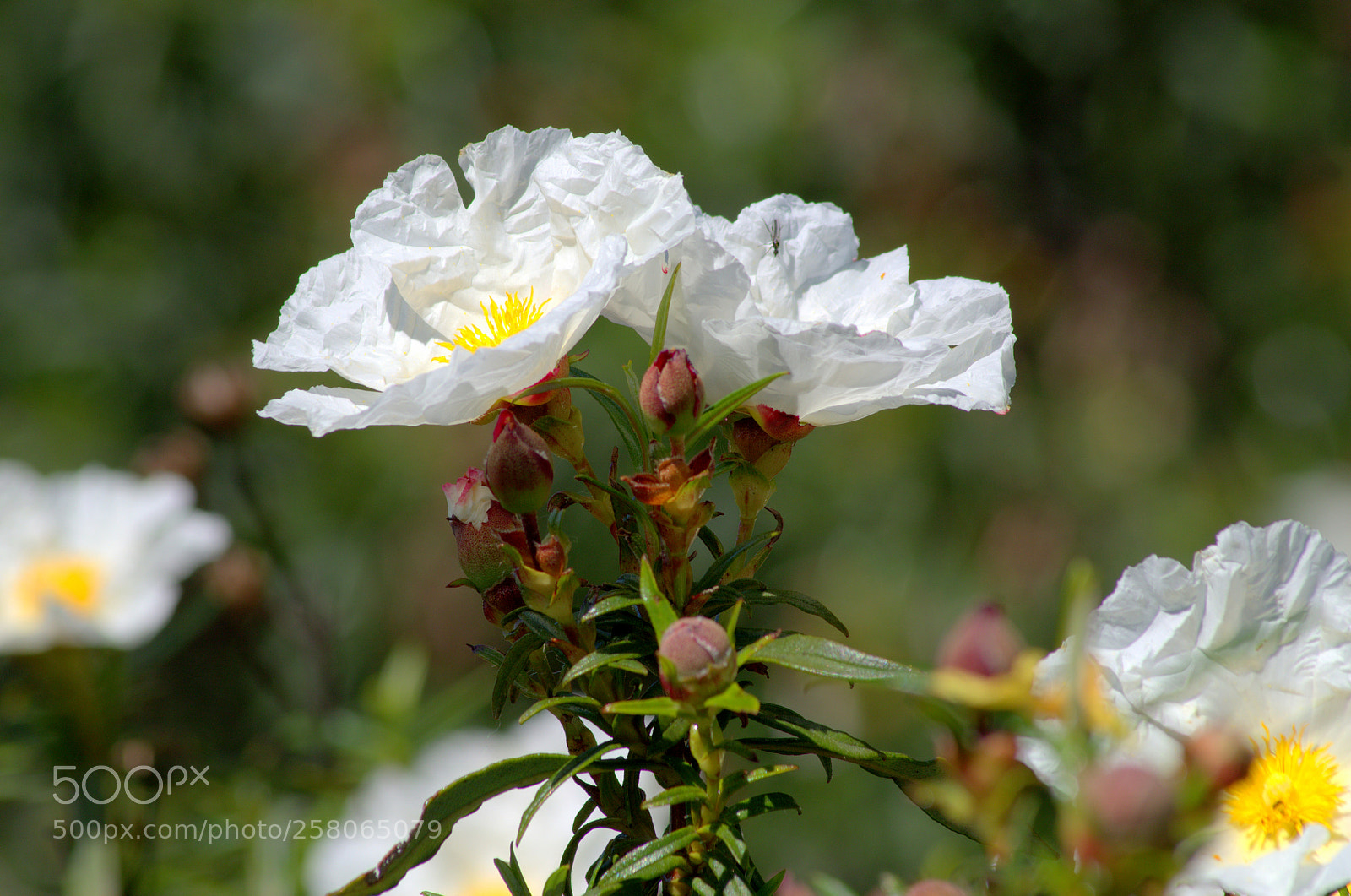 Pentax K-50 sample photo. Cistus ladanifer 4 photography