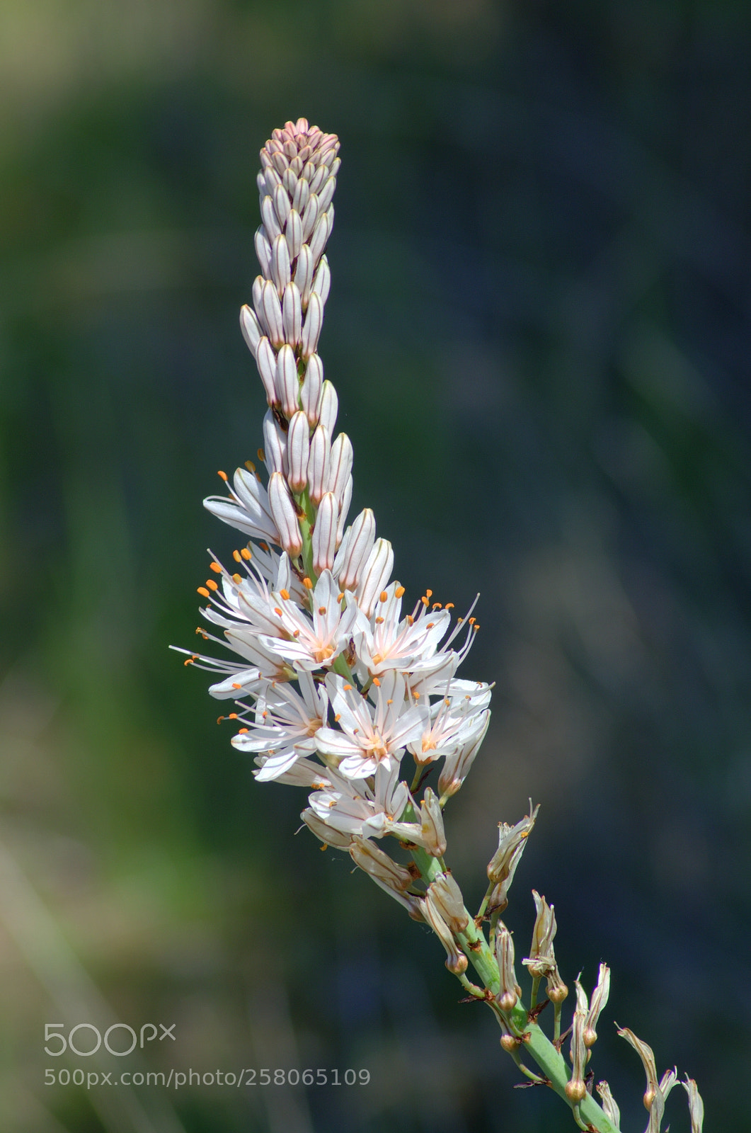 Pentax K-50 sample photo. Asphodelus ramosus 2 photography