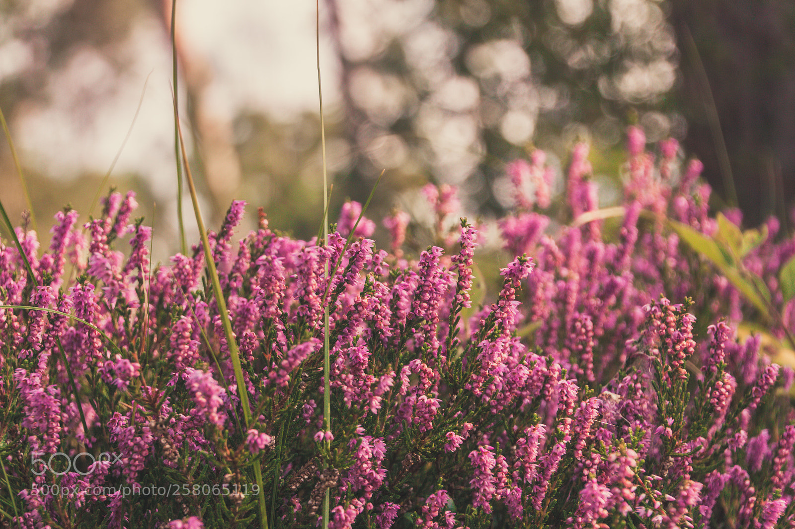 Canon EOS 70D sample photo. Backyard beauty photography