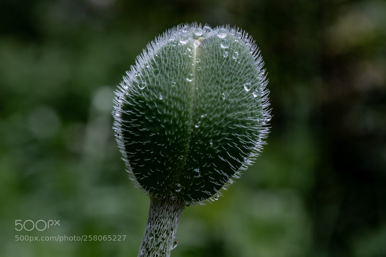 Fujifilm X-T2 sample photo. Poppy photography