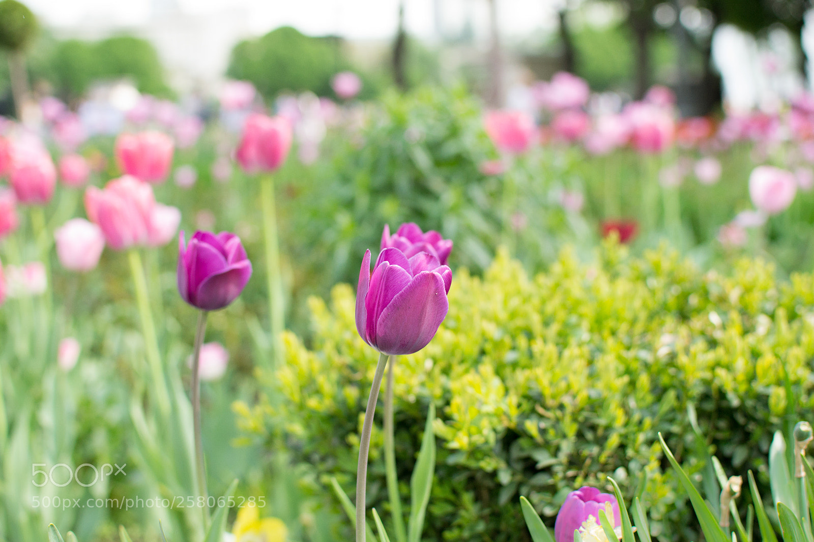 Nikon D3100 sample photo. Purple tulips photography