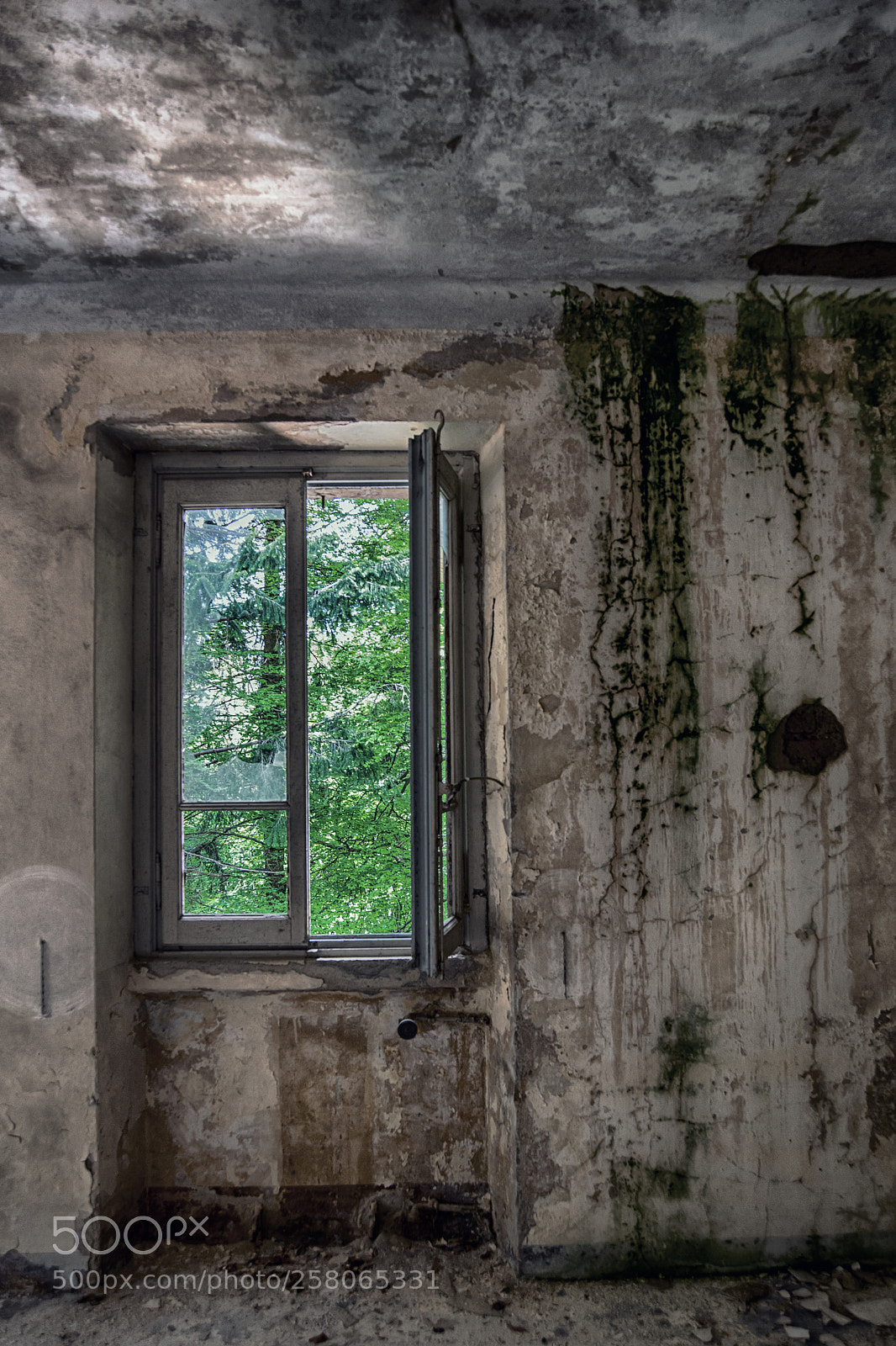 Nikon D610 sample photo. From green to green photography