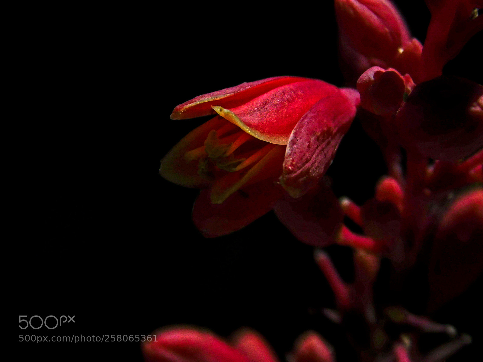 Nikon Coolpix B500 sample photo. Yucca blossom photography