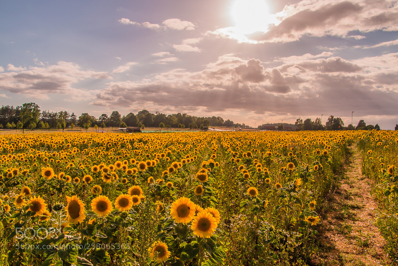 Canon EOS 70D sample photo. Sunny day photography
