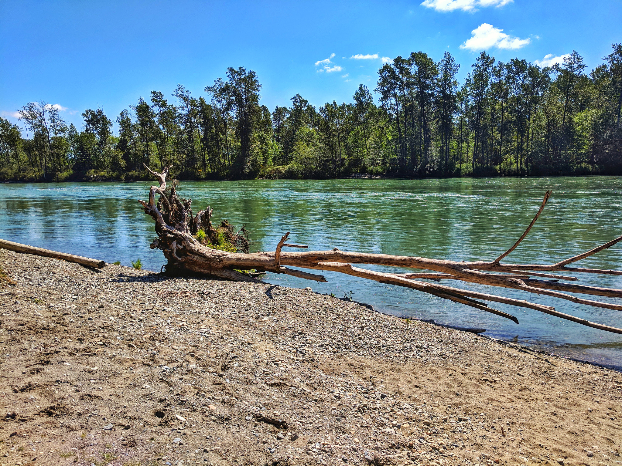 Google Pixel XL sample photo. The tree that just wanted to swim photography