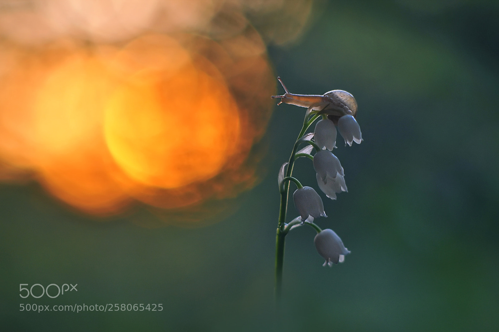 Nikon D300 sample photo. *** photography