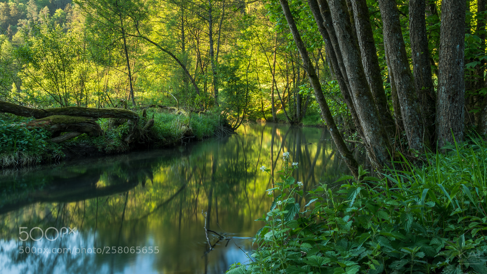 Nikon D500 sample photo. The green mile photography