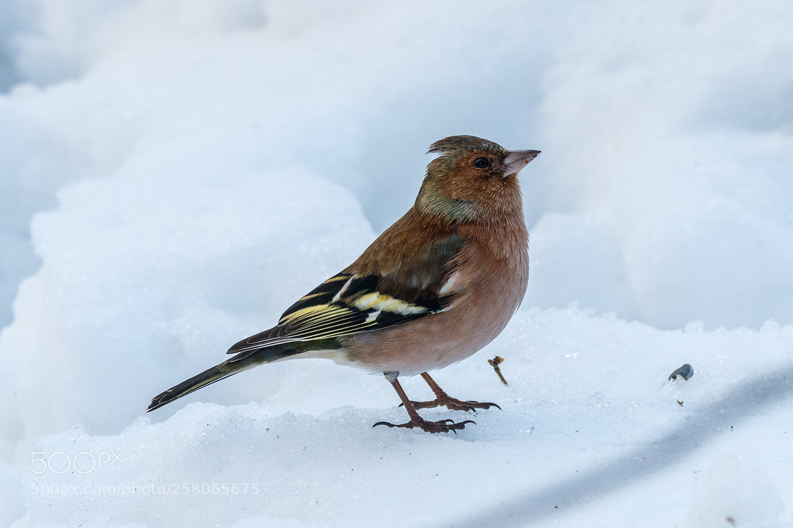 Canon EOS 7D Mark II sample photo. Chaffinch photography