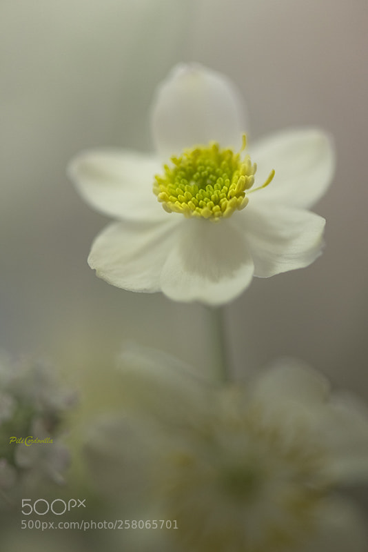 Nikon D750 sample photo. Flor photography