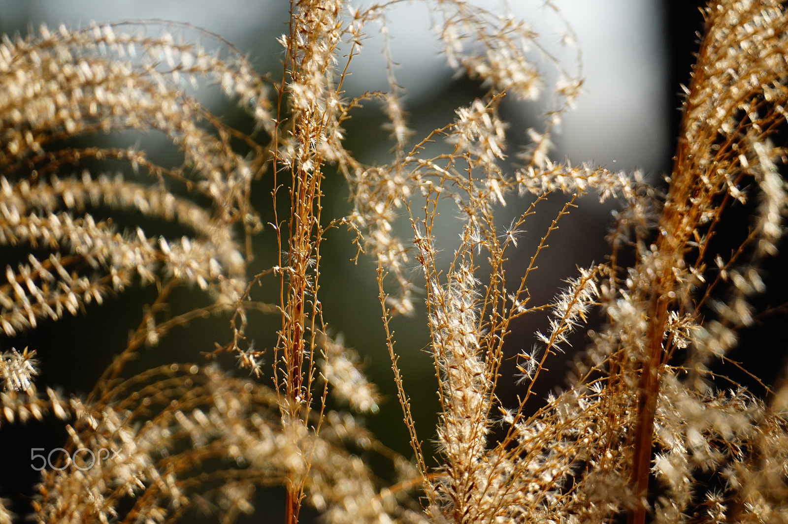Sony E 55-210mm F4.5-6.3 OSS sample photo. Dsc photography