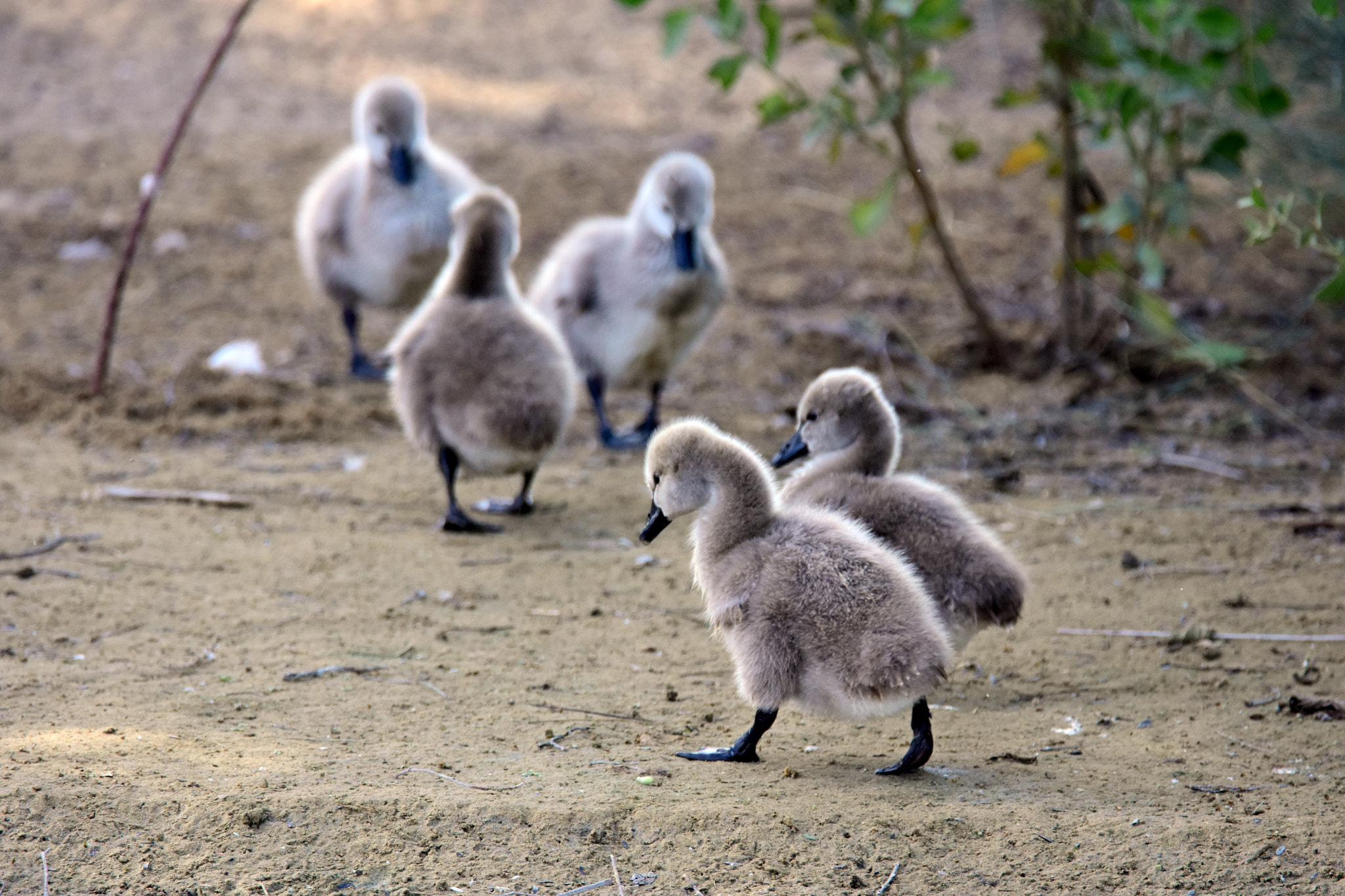 Nikon D7200 sample photo. Morning walk photography