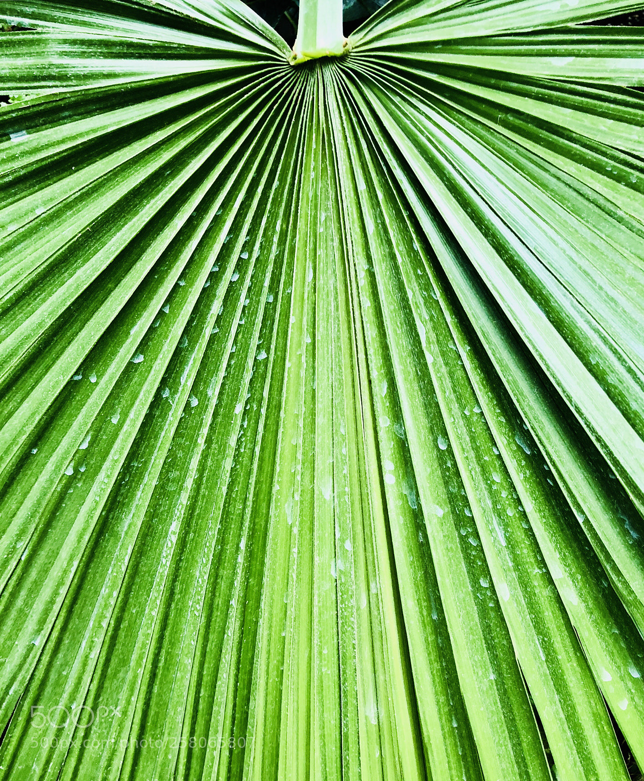 Apple iPhone 8 Plus sample photo. Untitled photography