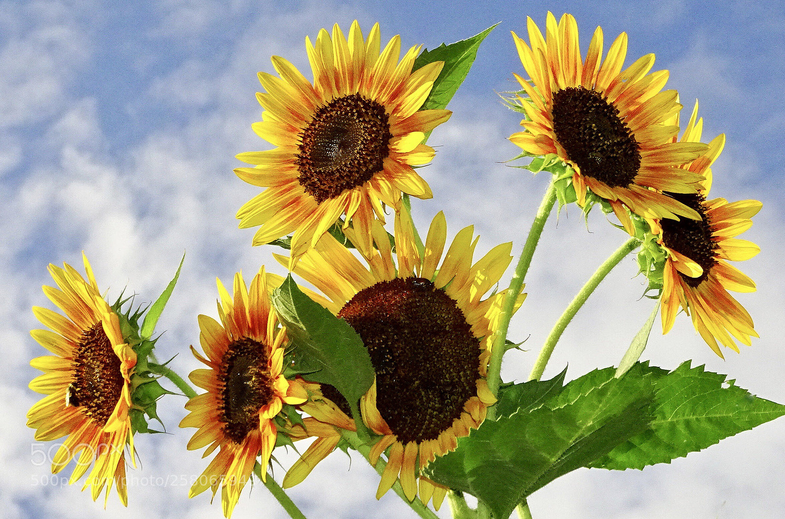 Sony Cyber-shot DSC-HX400V sample photo. Sunflowers photography