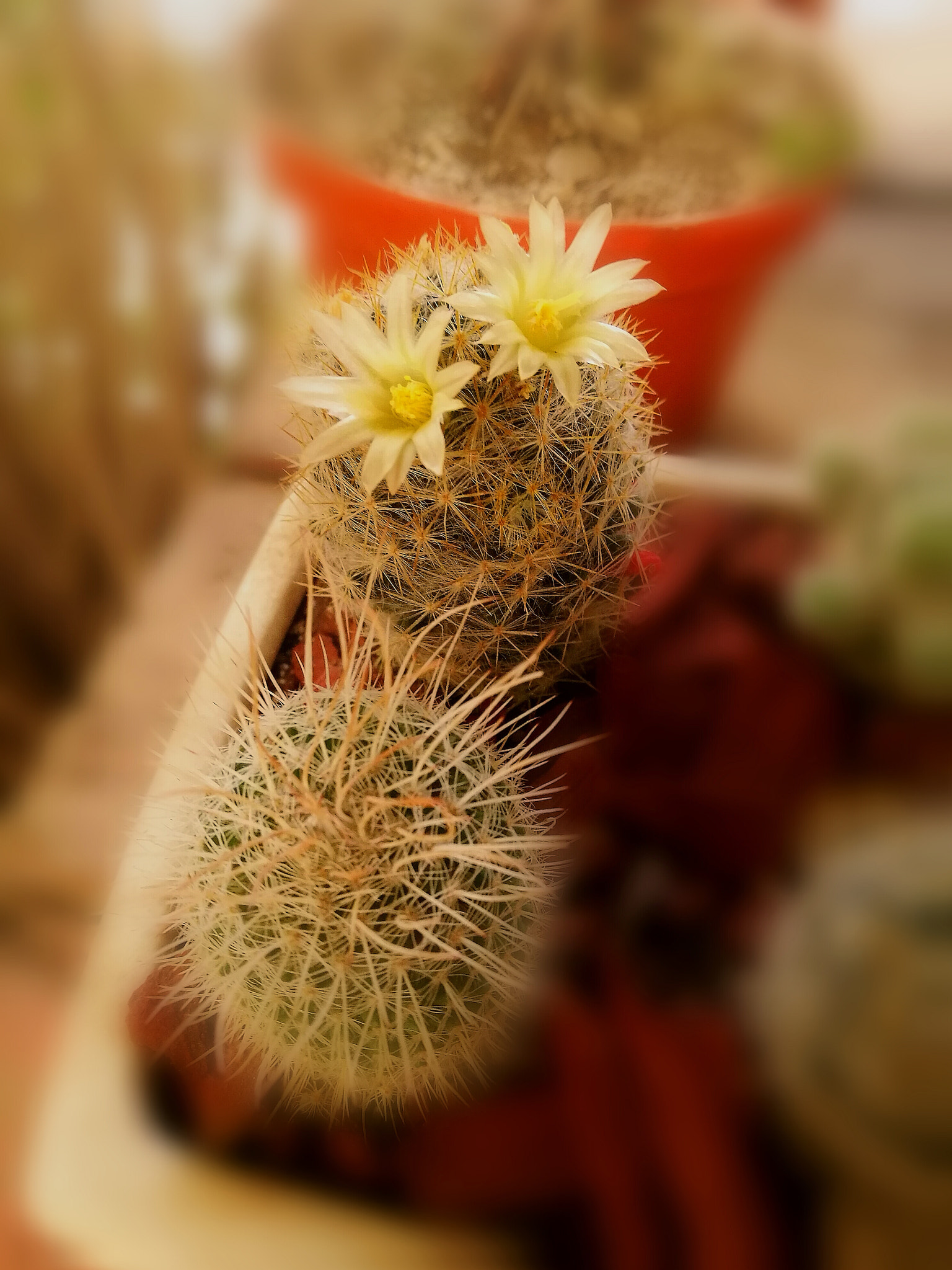 HUAWEI P9 Plus sample photo