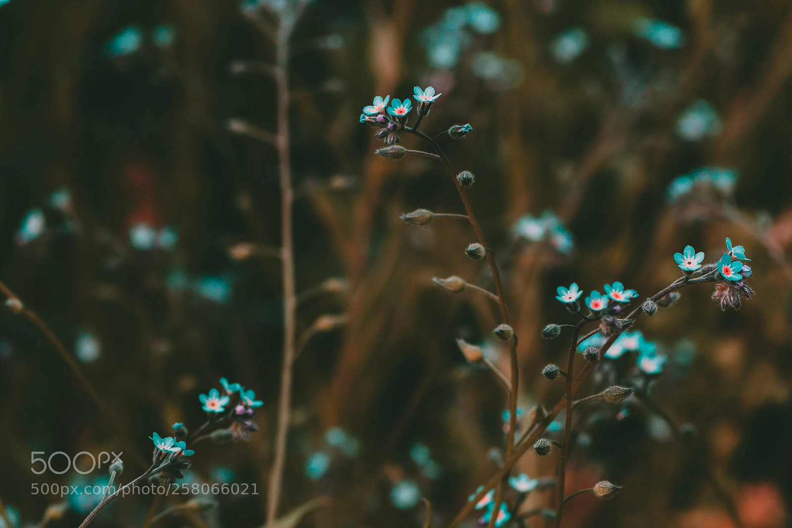 Canon EOS 70D sample photo. Forget me not photography