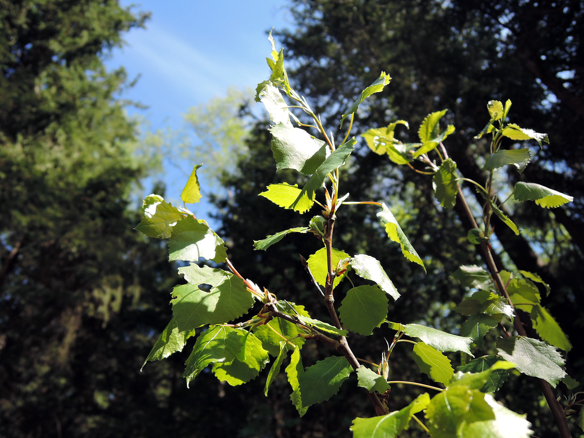 Nikon Coolpix P340 sample photo. Young quaking aspen photography