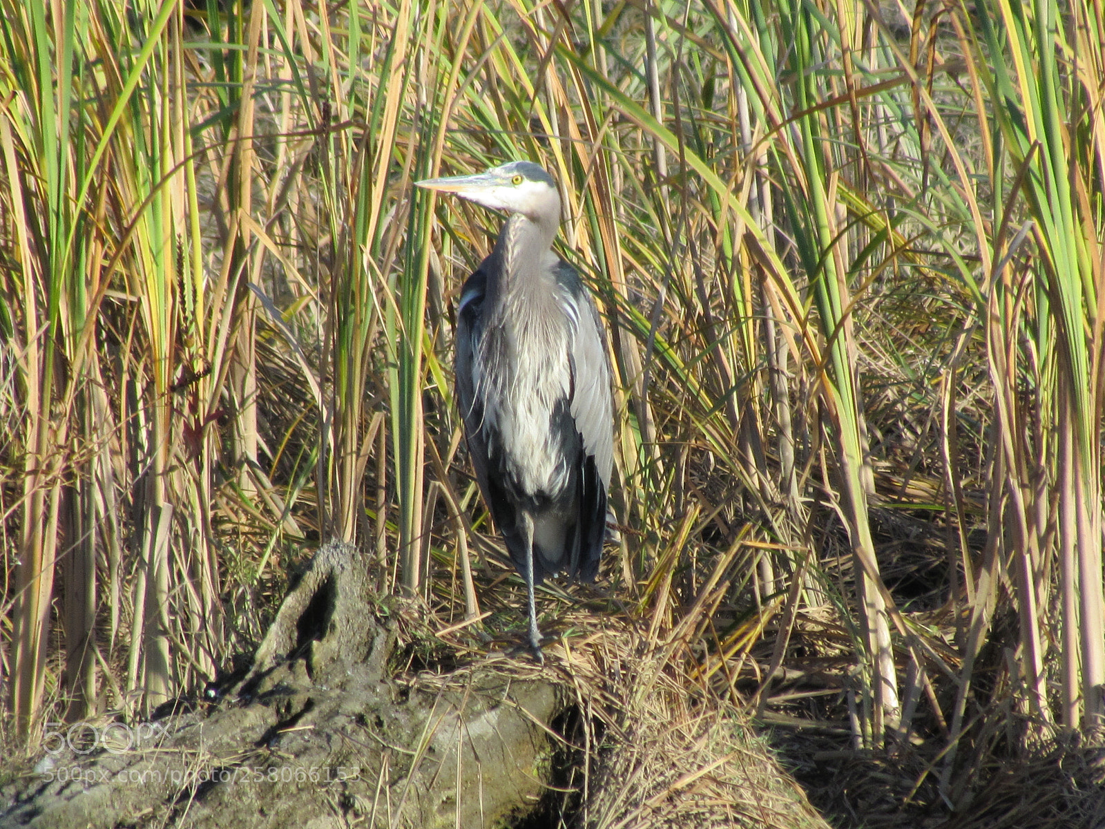 Canon PowerShot SX30 IS sample photo. Bird standing in swamp photography