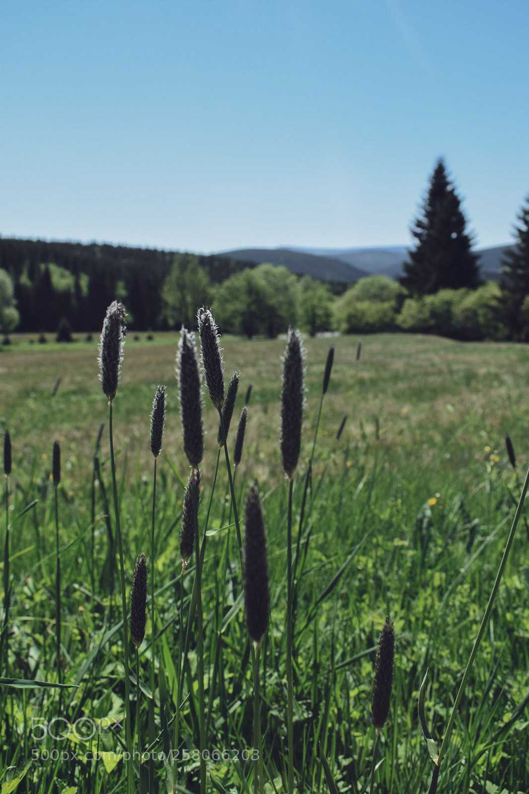 Nikon D3300 sample photo. Nature photography