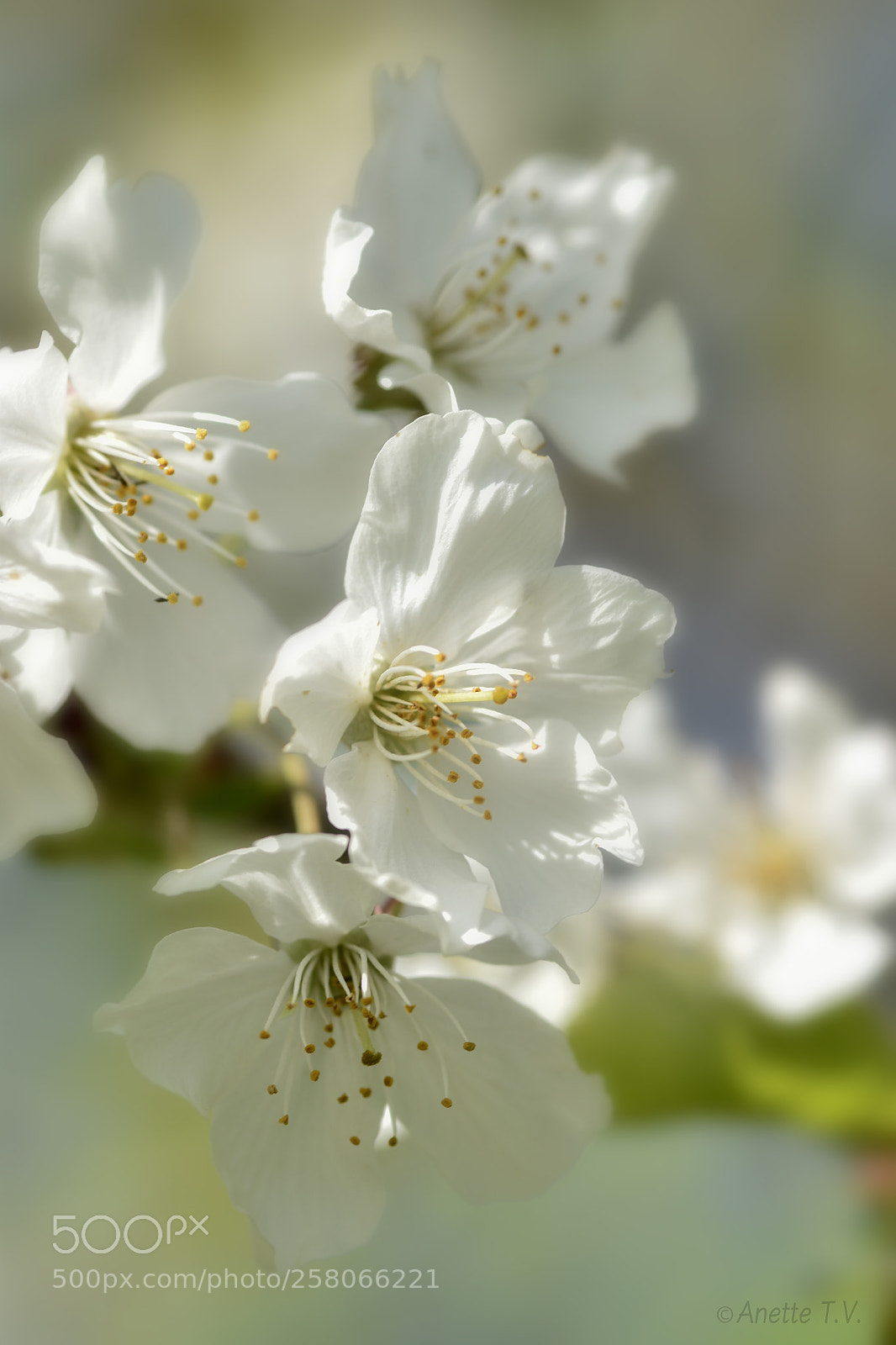 Nikon D5500 sample photo. Wild cherry.. photography