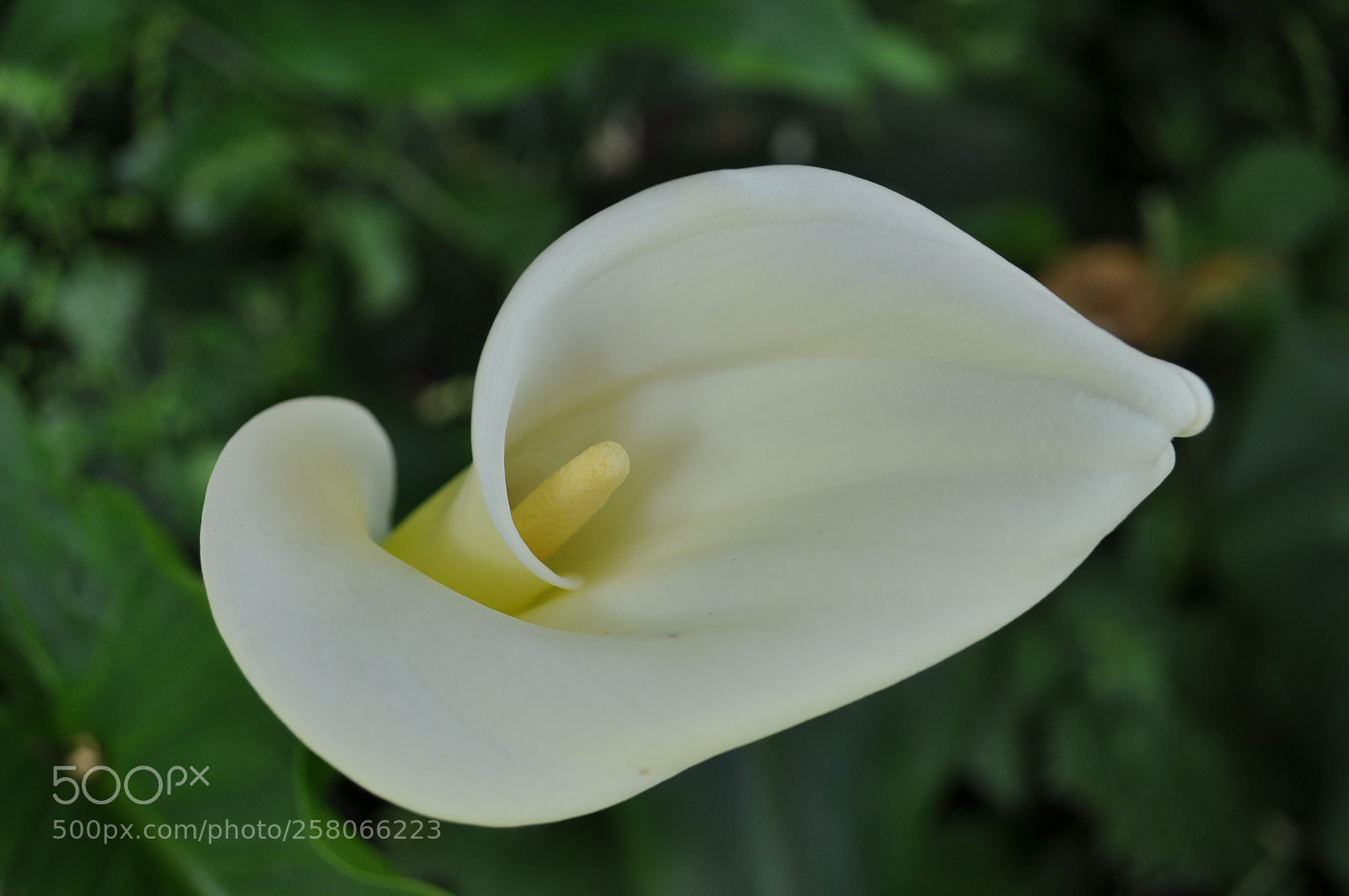 Nikon D90 sample photo. Untitled photography