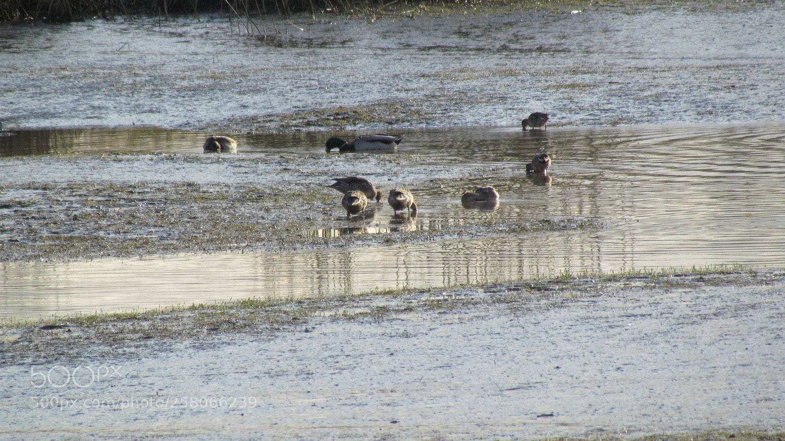Canon PowerShot SX30 IS sample photo. Ducks in spencer island photography