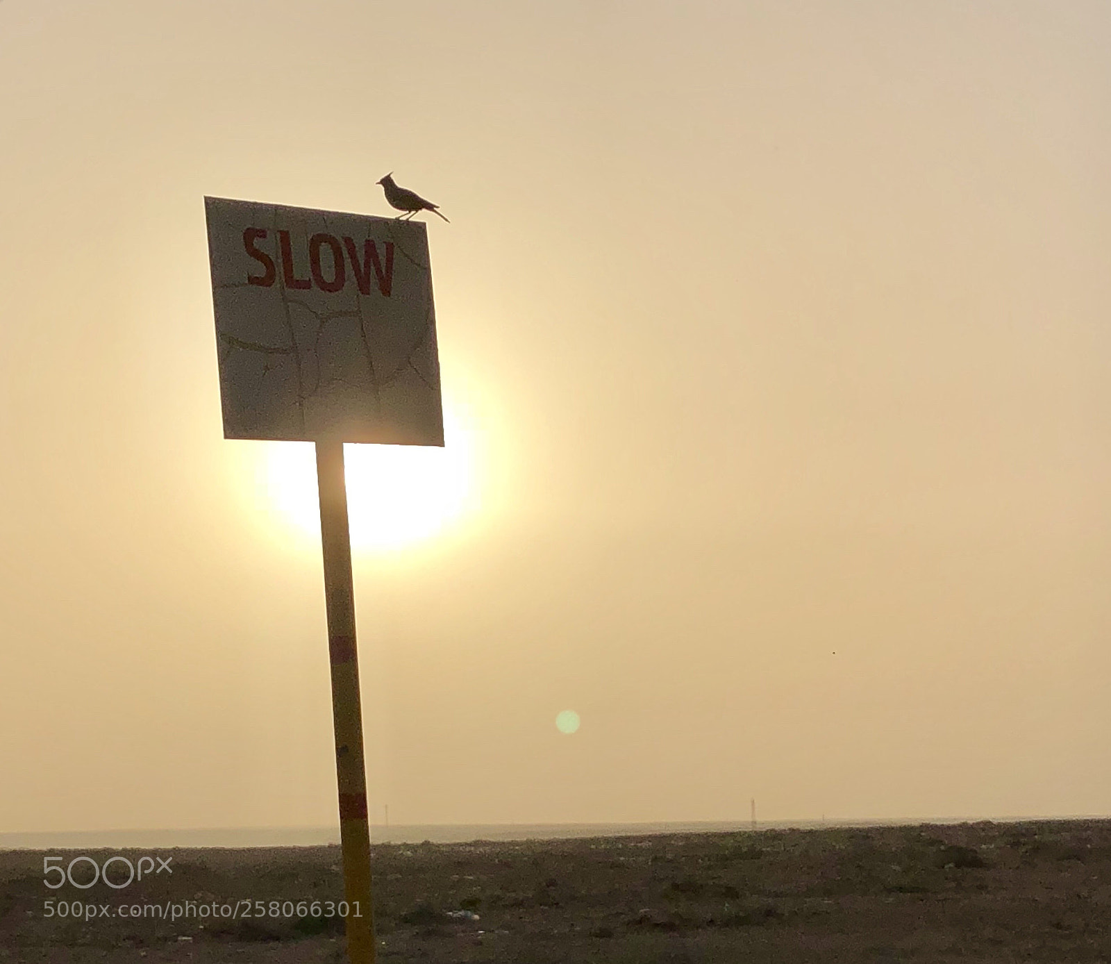 Apple iPhone X sample photo. A bird decided to photography