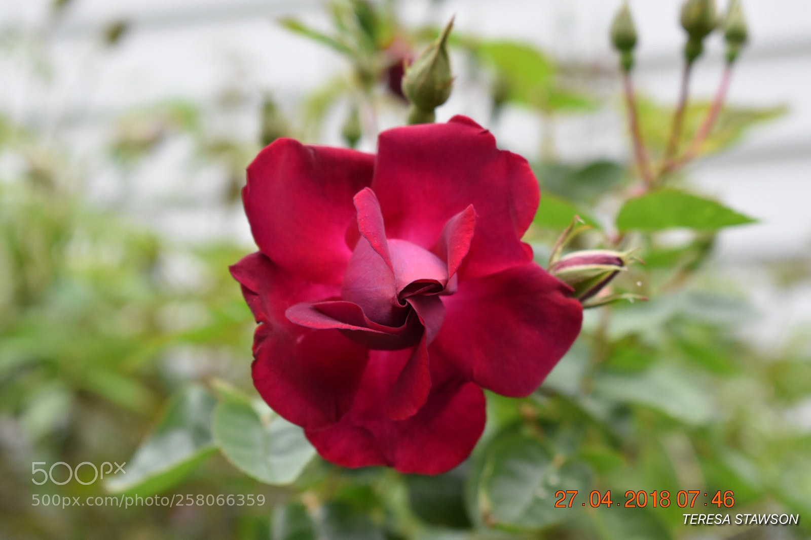 Nikon D3400 sample photo. 2018-04-27 07.46.40.jpg photography