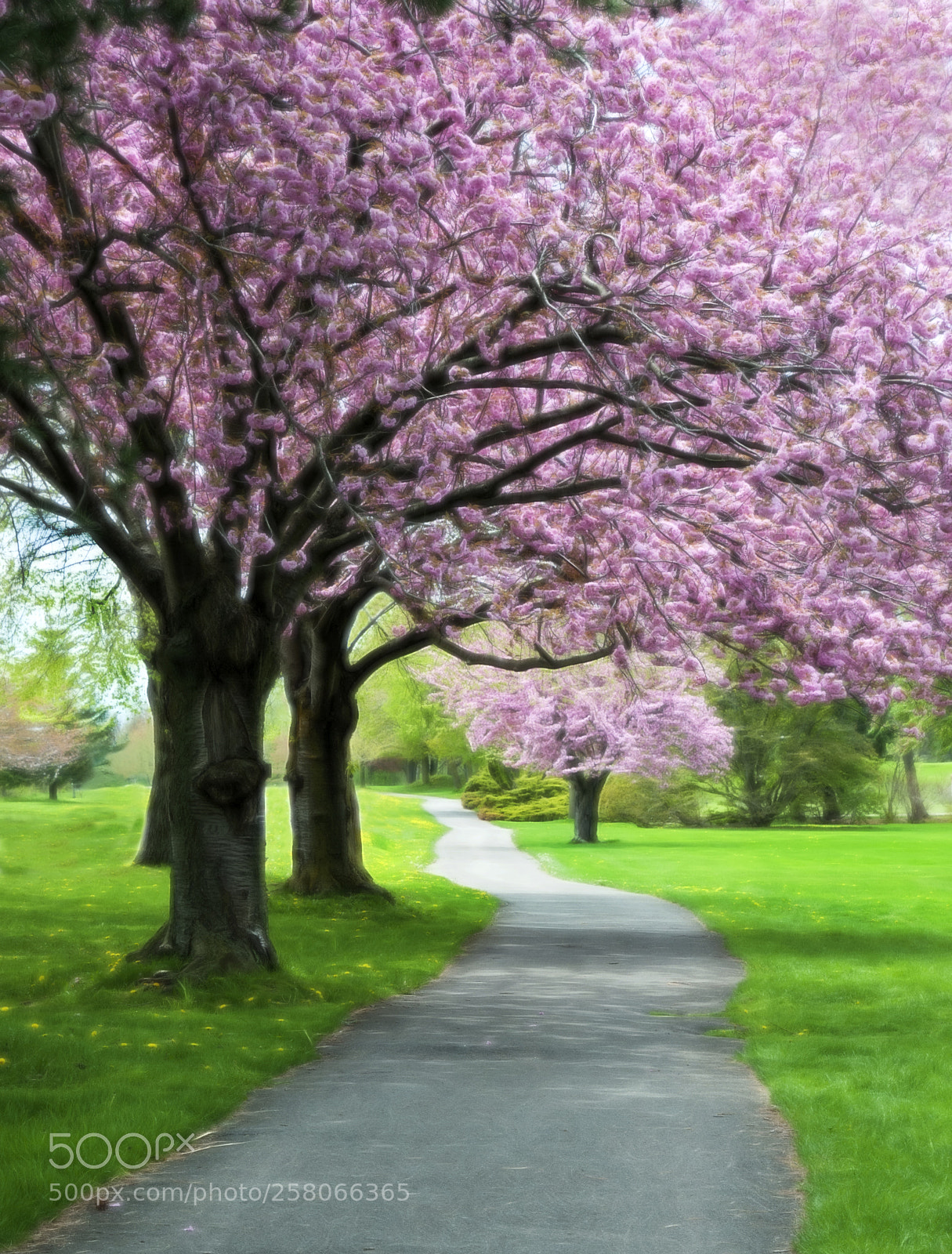 Nikon D300 sample photo. Cherry blossom trail photography