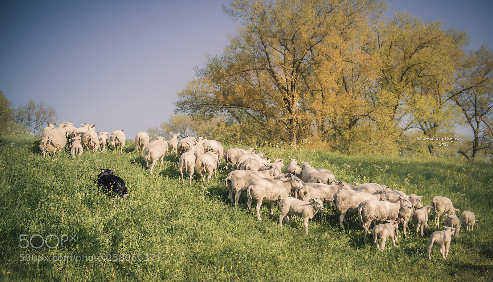 Nikon D800 sample photo. Sheep's day out photography