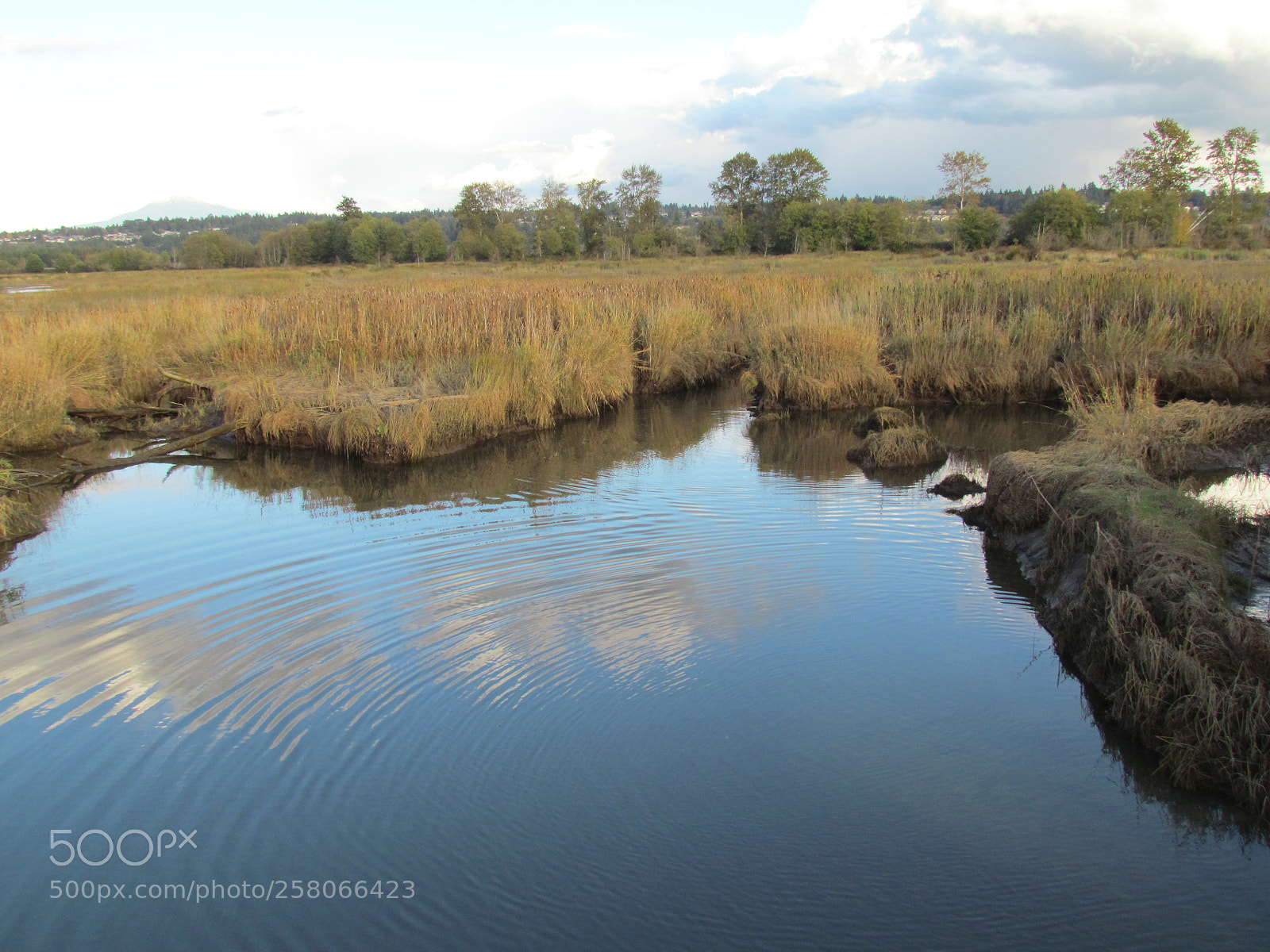 Canon PowerShot SX30 IS sample photo. Spencer island everett swamps photography