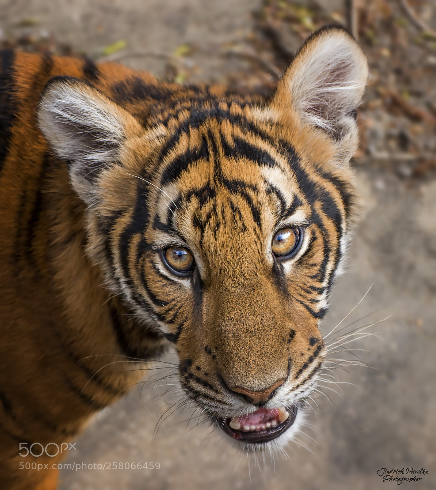 Canon EOS 100D (EOS Rebel SL1 / EOS Kiss X7) sample photo. Malayan tiger panthera tigris photography